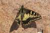Corsicaanse koninginnenpage 1 (Papilio hospiton) 